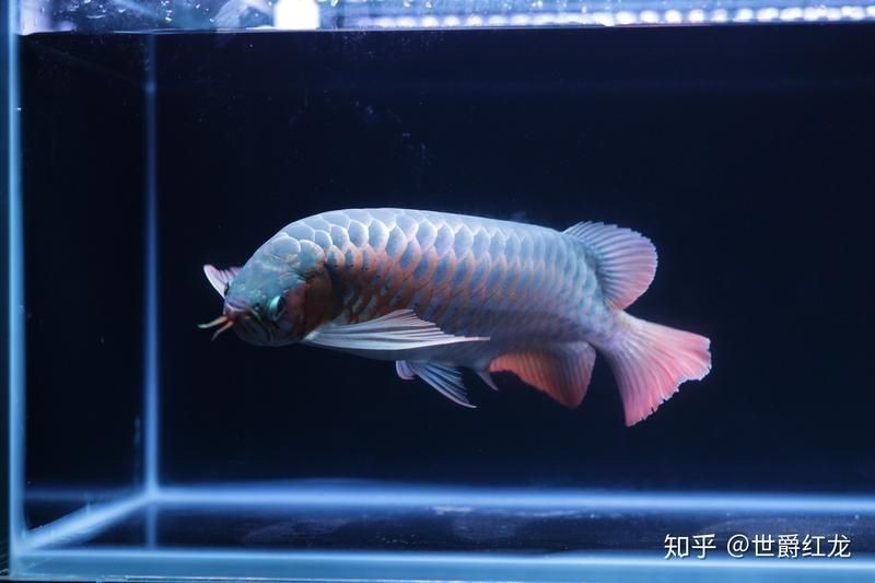 虎魚(yú)和龍魚(yú)混養(yǎng)注意事項(xiàng) 虎魚(yú)和龍魚(yú)混養(yǎng)注意事項(xiàng) 龍魚(yú)論壇 第21張
