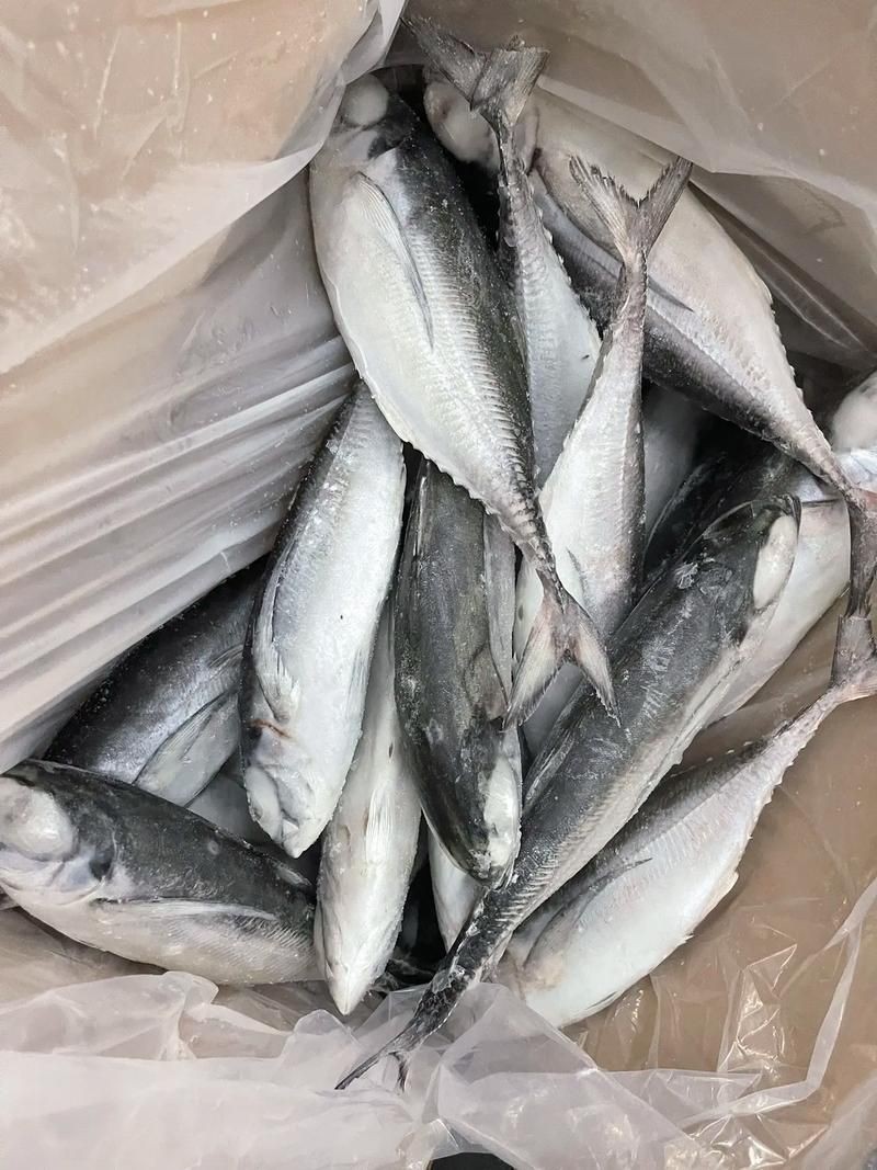 廣東鐵甲魚圖片