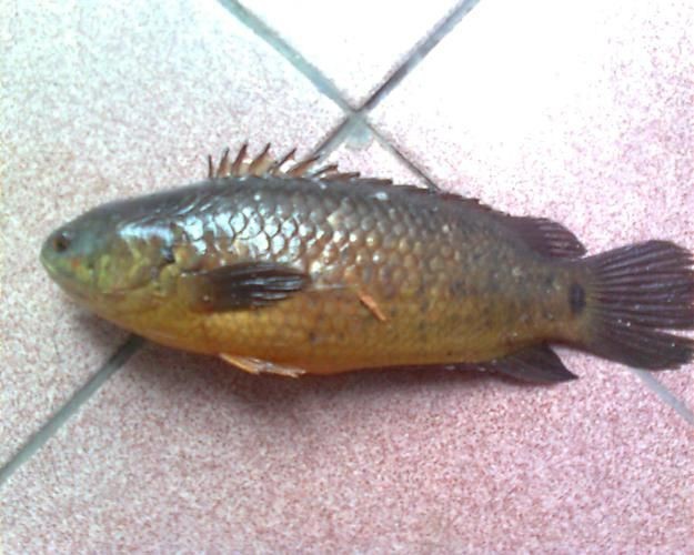 廣東鐵甲魚圖片