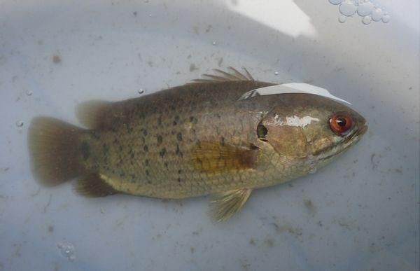 廣東鐵甲魚圖片