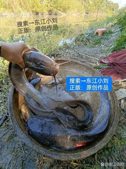 廣東鐵甲魚圖片