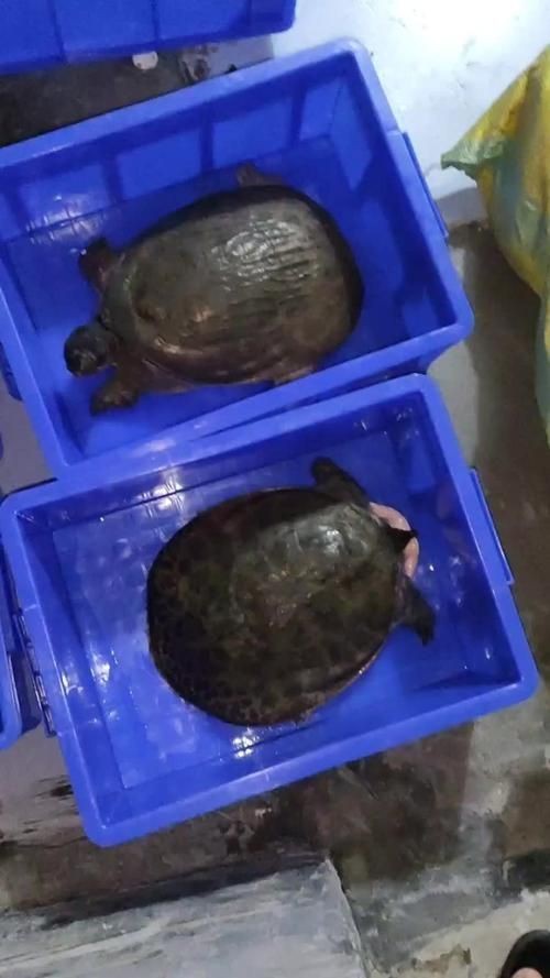 廣東鐵甲魚圖片