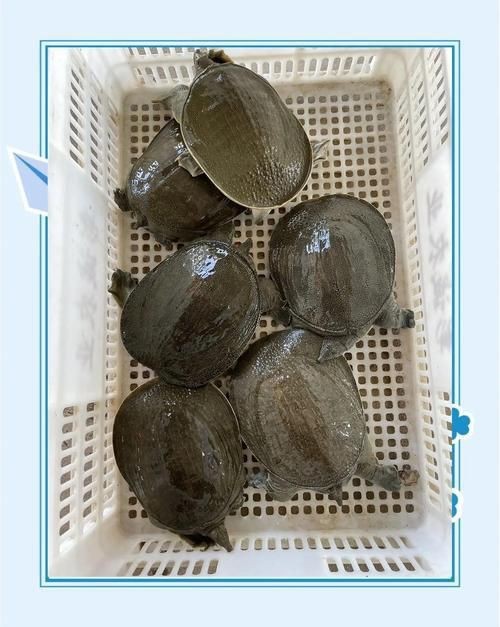 廣東鐵甲魚圖片