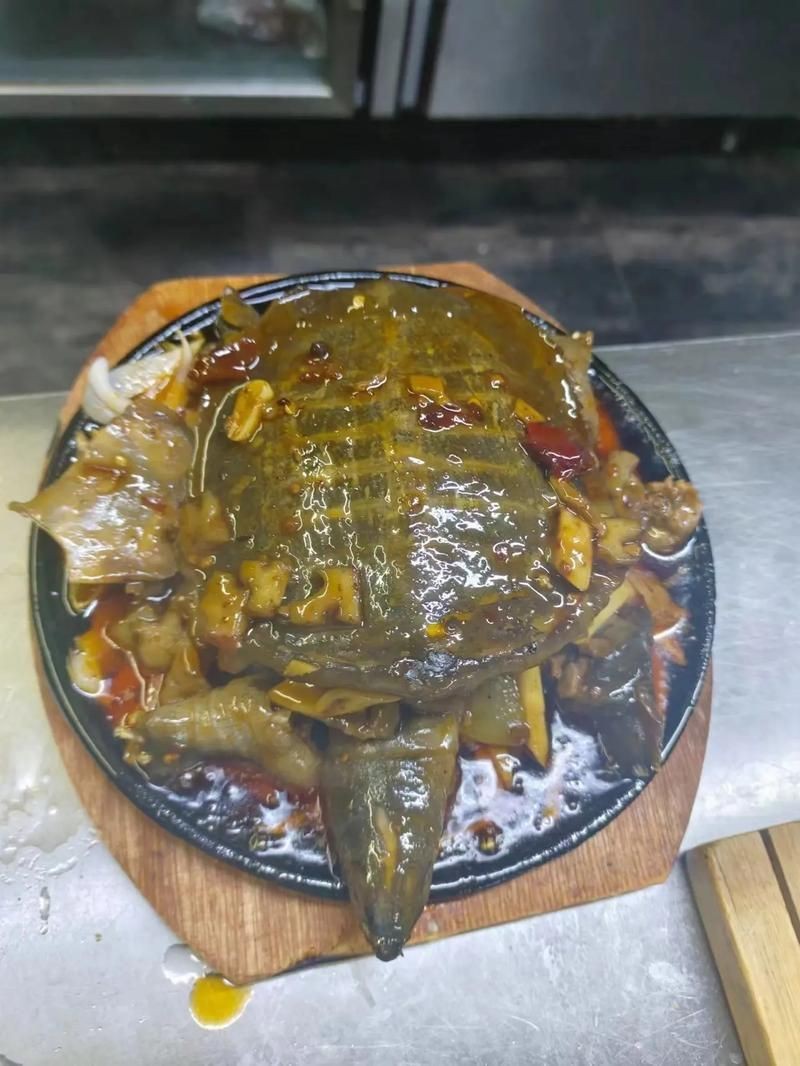廣東鐵甲魚圖片