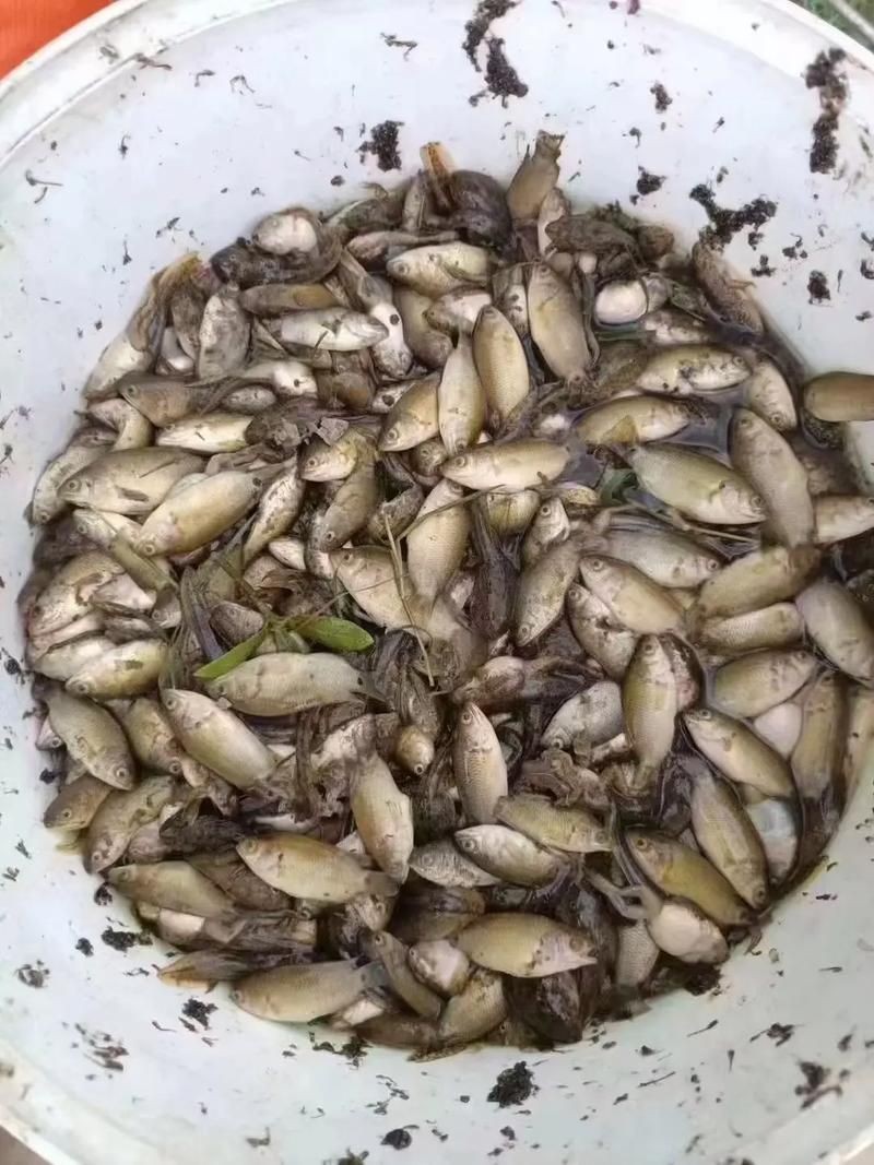 廣東鐵甲魚圖片