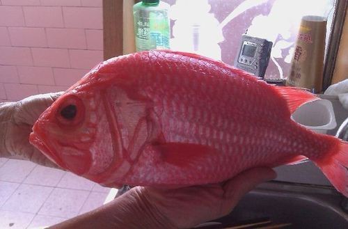 廣東鐵甲魚圖片