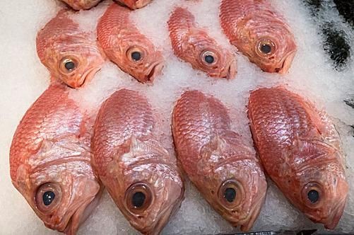 廣東鐵甲魚圖片