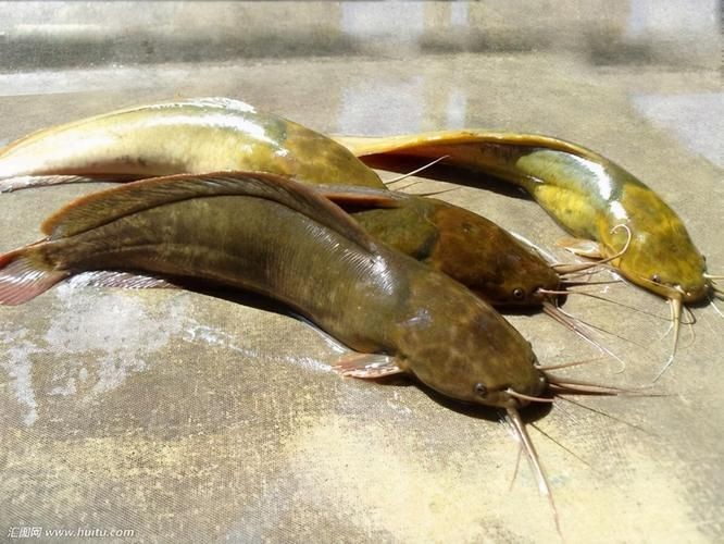 廣東鐵甲魚圖片