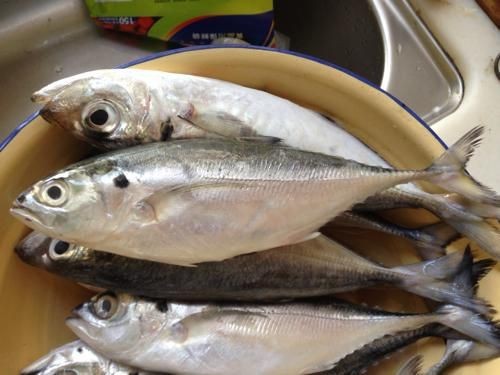 廣東鐵甲魚圖片