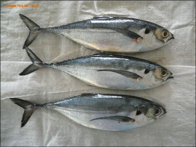 廣東鐵甲魚圖片