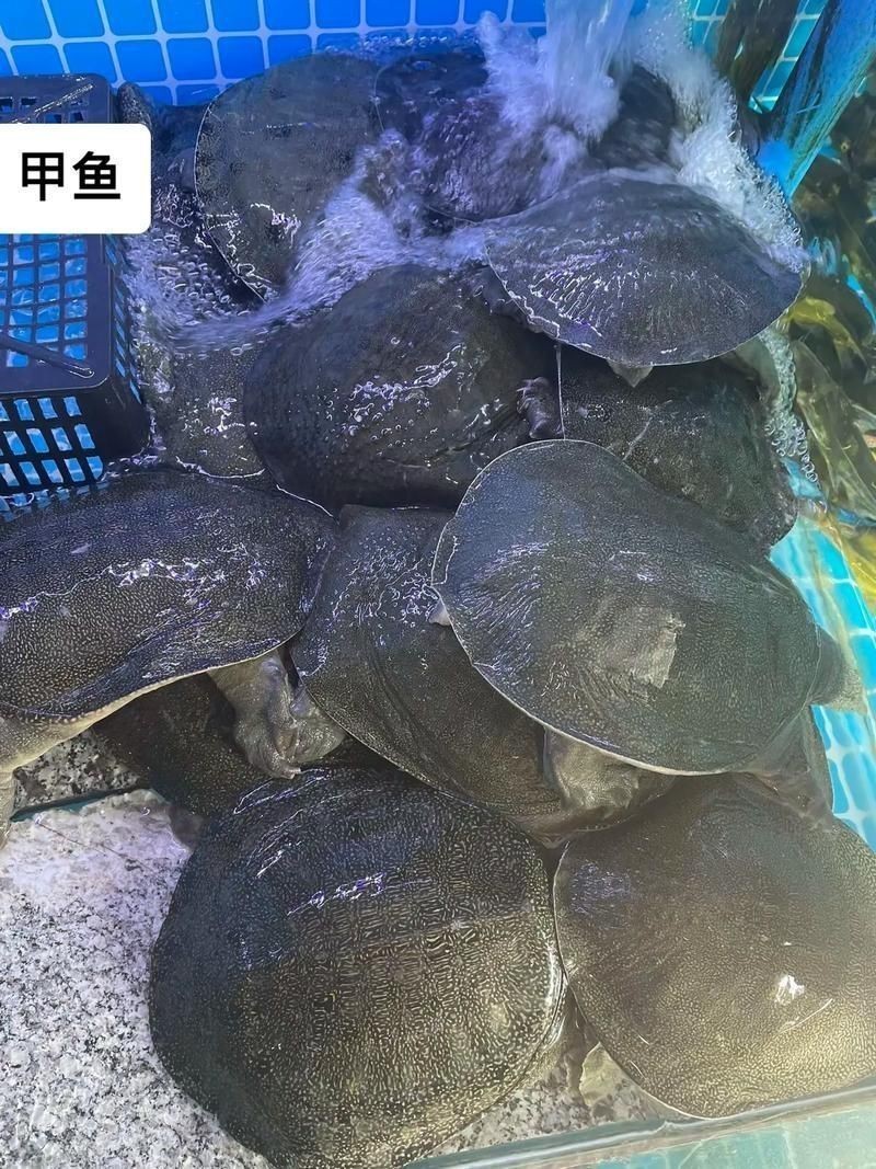 廣東鐵甲魚圖片