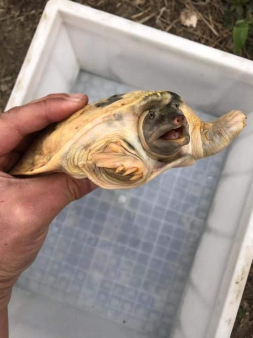 廣東鐵甲魚圖片