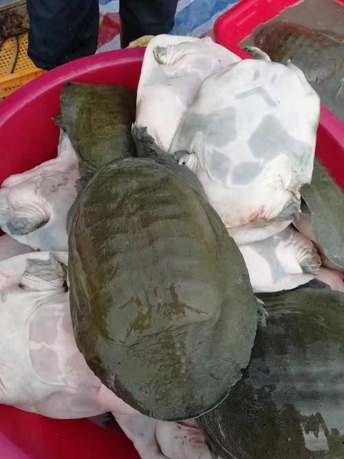 廣東鐵甲魚圖片