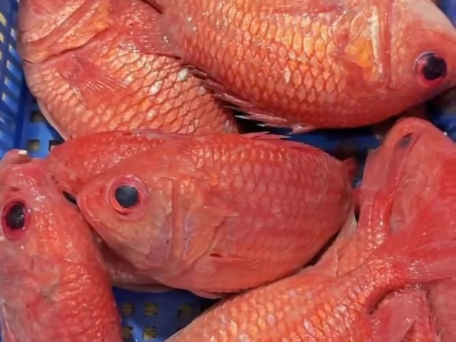 廣東鐵甲魚圖片