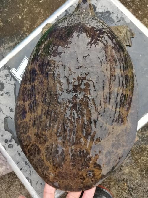 廣東鐵甲魚圖片