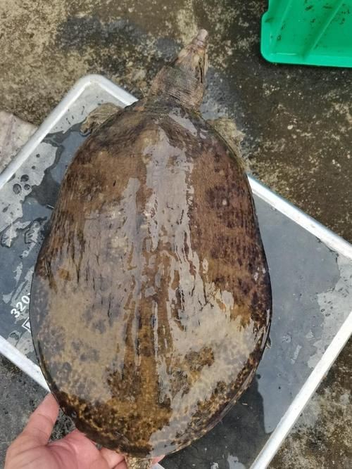 廣東鐵甲魚圖片