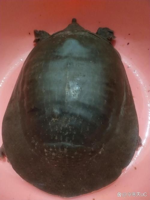 廣東鐵甲魚圖片