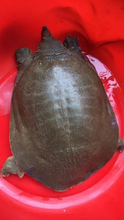 廣東鐵甲魚圖片