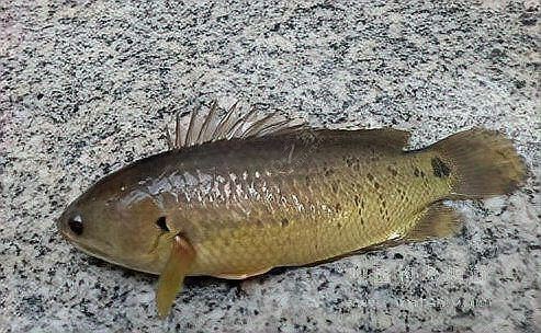 廣東鐵甲魚圖片