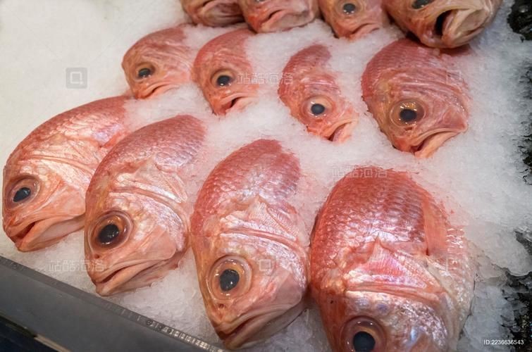 廣東鐵甲魚圖片