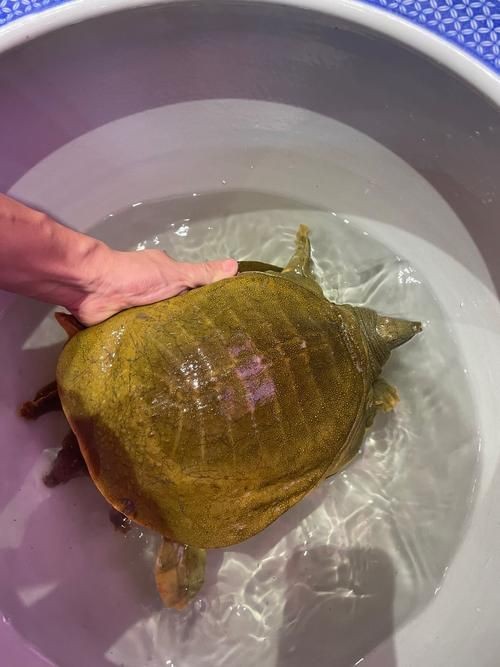 廣東鐵甲魚圖片
