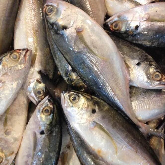 廣東鐵甲魚圖片