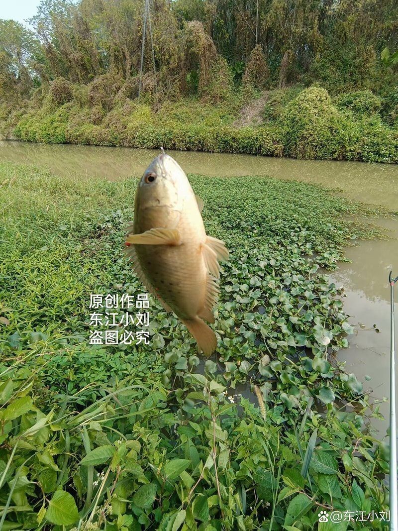 廣東鐵甲魚圖片