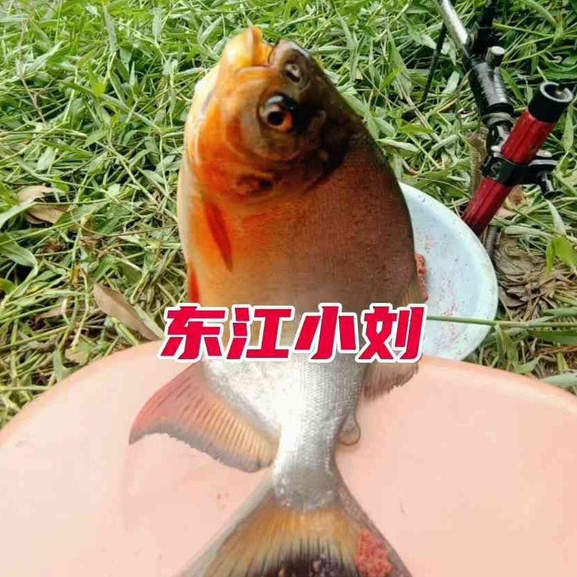 廣東鐵甲魚圖片