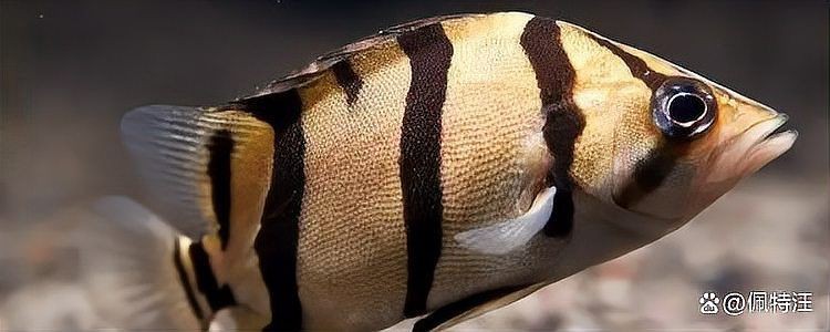虎魚一年能長多少公分 虎魚一年能長多少公分 龍魚論壇 第6張