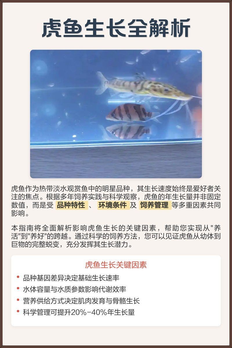 虎魚一年能長多少公分 虎魚一年能長多少公分 龍魚論壇 第4張