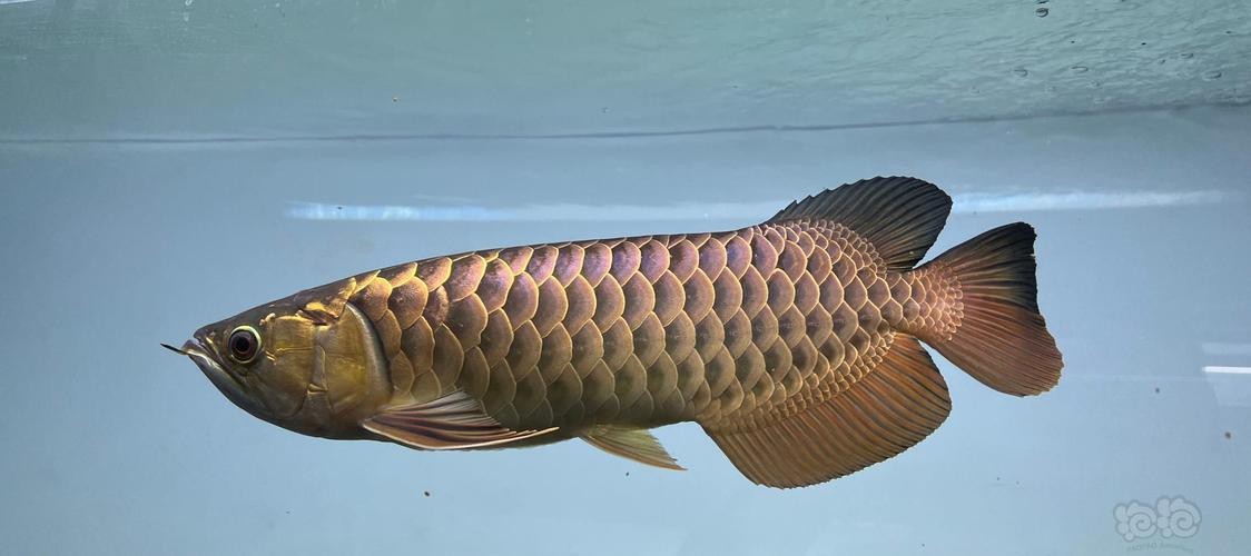 龍魚圖片大全