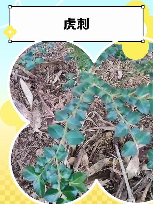 虎刺魚有幾種圖片 虎刺魚有幾種圖片 龍魚論壇 第4張