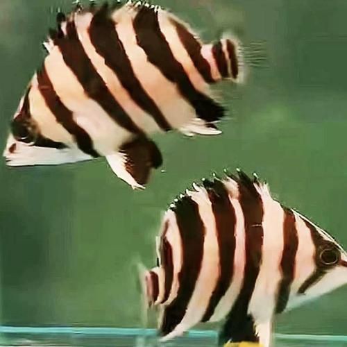虎刺魚有幾種圖片 虎刺魚有幾種圖片 龍魚論壇 第16張