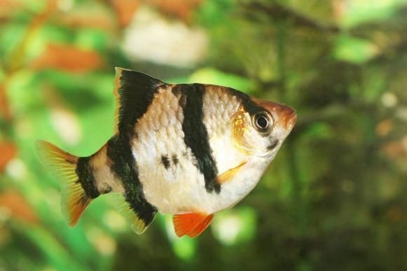 虎刺魚有幾種圖片 虎刺魚有幾種圖片 龍魚論壇 第21張