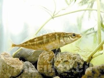 虎刺魚有幾種圖片 虎刺魚有幾種圖片 龍魚論壇 第17張