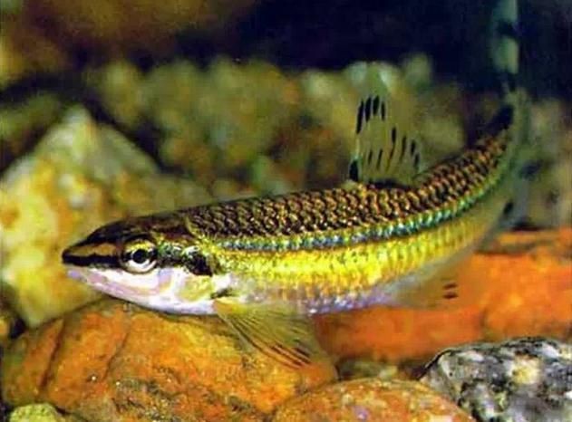 虎刺魚有幾種圖片 虎刺魚有幾種圖片 龍魚論壇 第19張