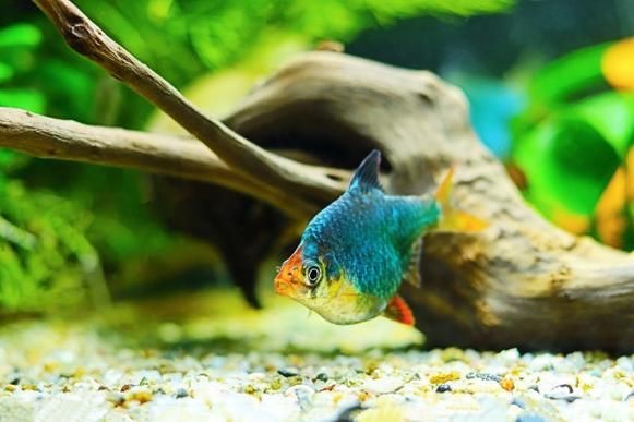 虎刺魚有幾種圖片 虎刺魚有幾種圖片 龍魚論壇 第24張
