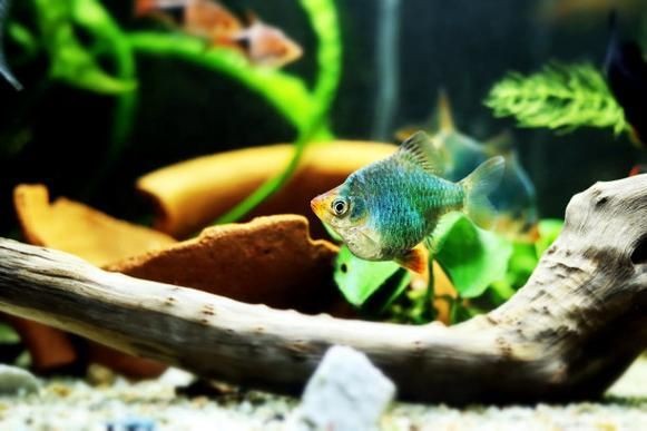 虎刺魚有幾種圖片 虎刺魚有幾種圖片 龍魚論壇 第26張