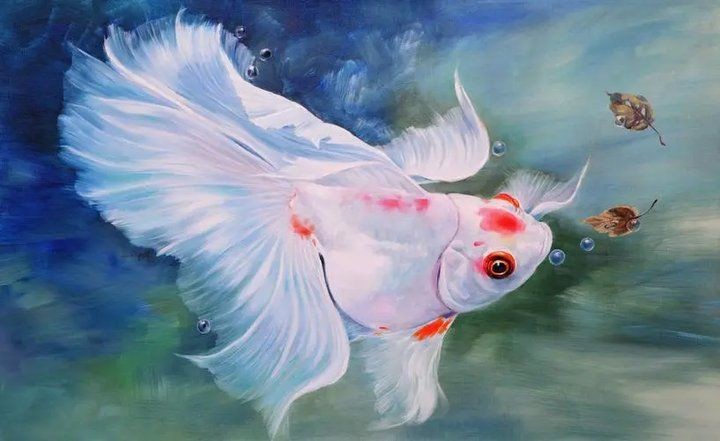 虎刺魚有幾種圖片 虎刺魚有幾種圖片 龍魚論壇 第37張