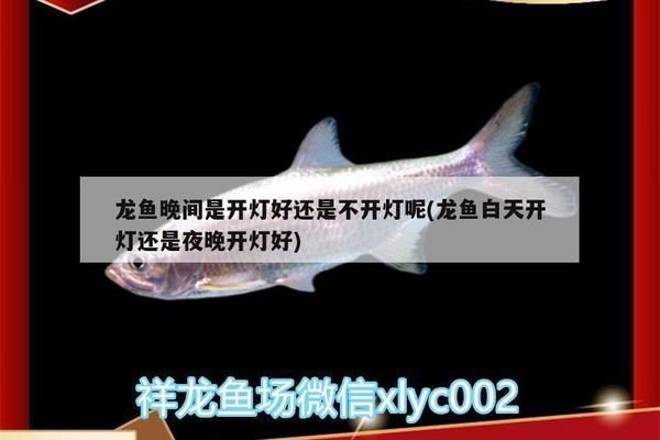 龍魚的燈光白天開還是晚上：龍魚在白天不需要開燈光 龍魚的燈光白天開還是晚上：龍魚在白天不需要開燈光 龍魚百科 第3張