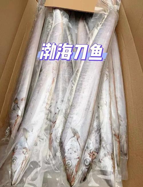 如何區(qū)分高背金龍和寶石金龍？