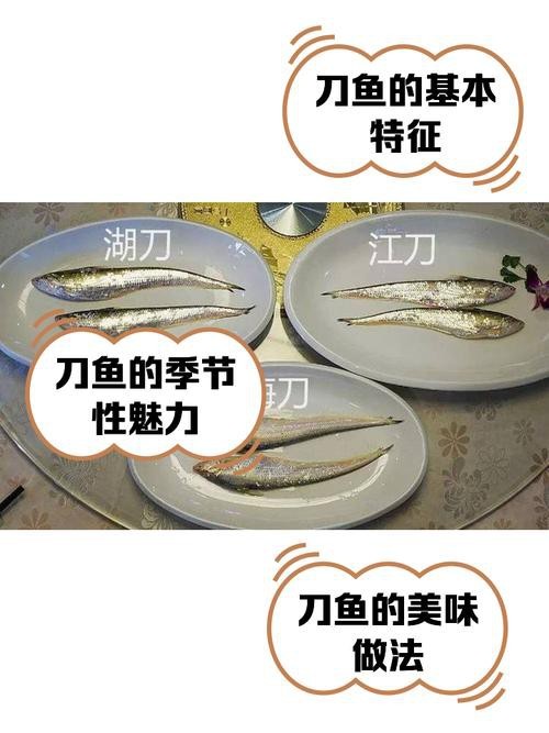 如何區(qū)分高背金龍和寶石金龍？