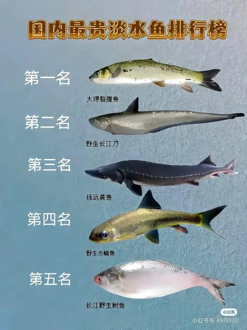 如何區(qū)分高背金龍和寶石金龍？