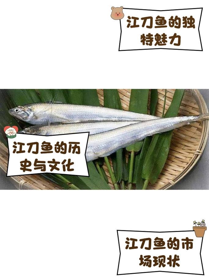 如何區(qū)分高背金龍和寶石金龍？