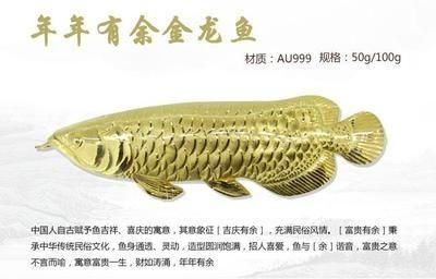 送金龍魚的寓意和象征意義：金龍魚的寓意與象征意義