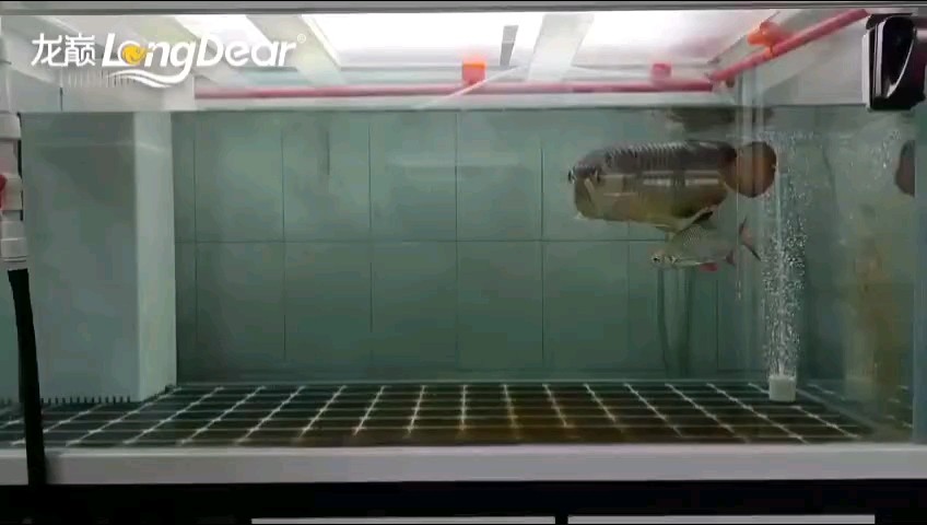轉發822 龍魚論壇 第1張 轉發822 轉發822 龍魚論壇 第1張