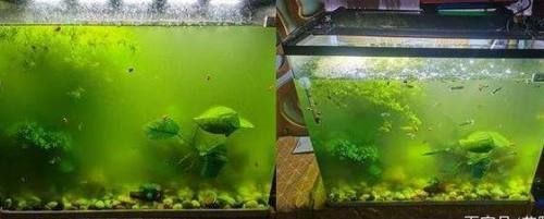 魚缸綠藻怎么徹底消滅最簡(jiǎn)單方法視頻（魚缸綠藻怎么徹底消滅）