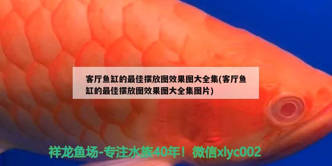 <strong><mark>商水</mark></strong>縣恒睿水族魚缸店