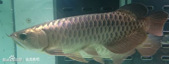 龍魚為什么會(huì)發(fā)色變淡：龍魚發(fā)色變淡可能由多種因素引起龍魚發(fā)色變淡可能由多種因素引起