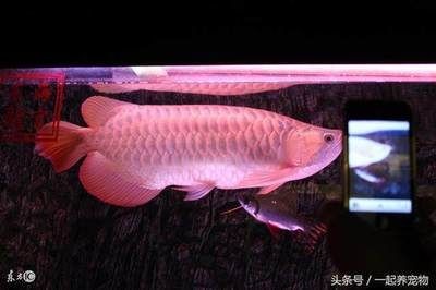 龍魚吐胃袋還能喂食嗎（龍魚吐胃袋后需要停止喂食嗎）